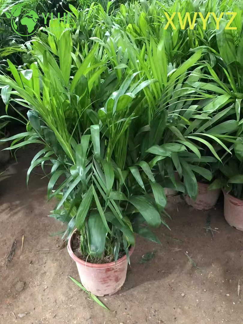 Palma hawaiana in vaso (Pritchardia gaudichaudii), pianta tropicale sempreverde per interni ed esterni
