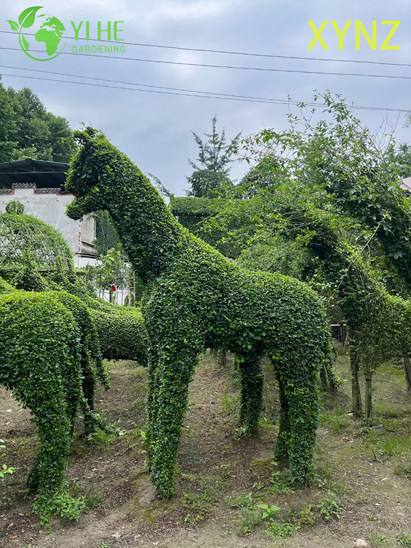 حيوان على شكل Ligustrum quihoui Carr، نباتات الزينة دائمة الخضرة