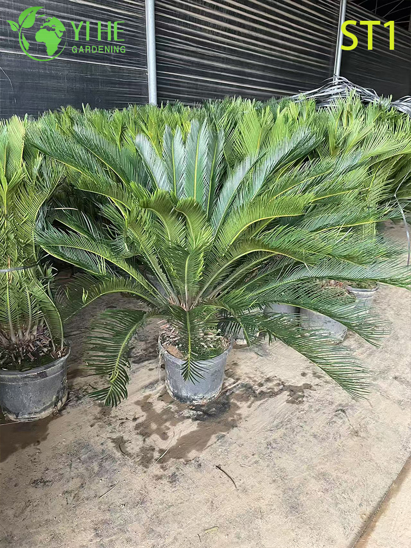 Cycas Revoluta, 실내 및 실외 식물용 상록 장식용 Sago Palm