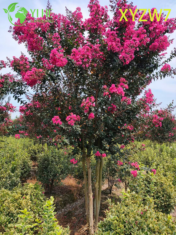 شجرة لاجيرستروميا متعددة الجذع، نبات عينة للحديقة المزهرة