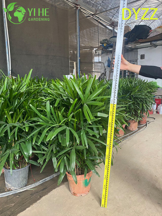Palmera Rhapis Excelsa de hoja grande de hoja perenne para planta decorativa de interior y exterior