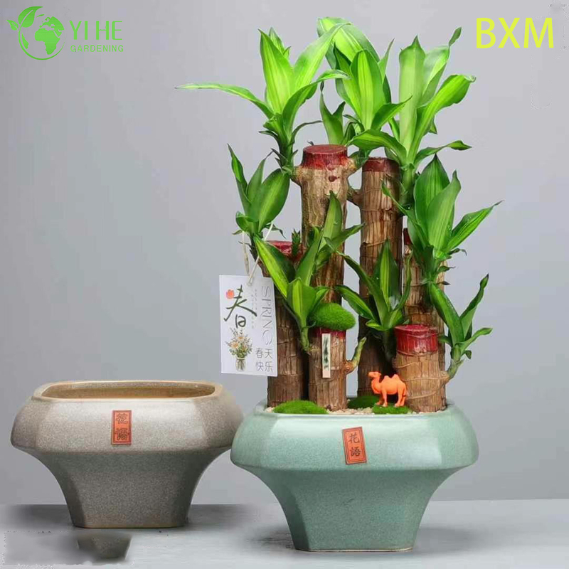 نبات دراكاينا للديكور الداخلي المعطر