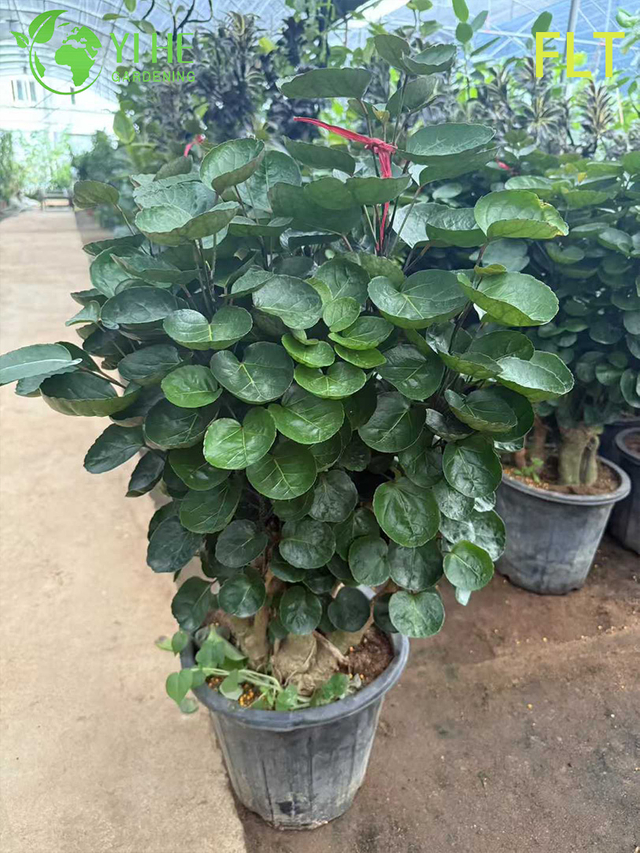 Bons&aacute;i Polyscias abigarrado - Planta ornamental de hoja perenne de interior