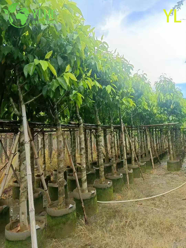 &Aacute;rvore de magn&oacute;lia perfumada ornamental para exporta&ccedil;&atilde;o por atacado