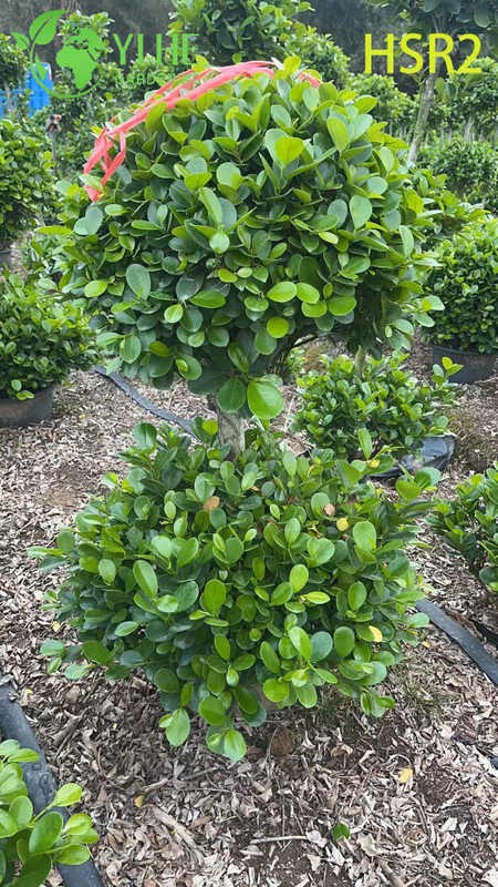 C&acirc;y Pom-Pom nhiều b&oacute;ng thường xanh Ficus Cone d&agrave;nh cho thiết kế cảnh quan