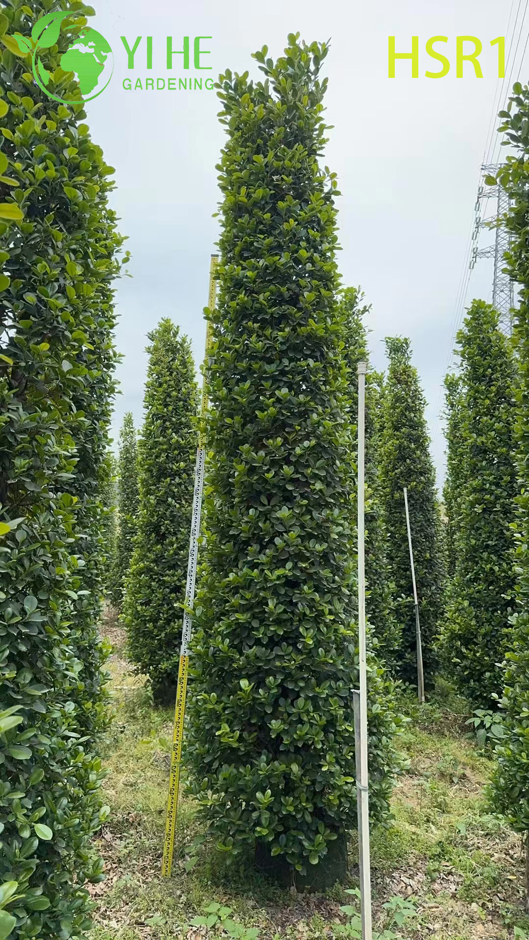 Zimozielony topiary kolumnowe Ficus w kształcie stożka do kształtowania krajobrazu na zewnątrz