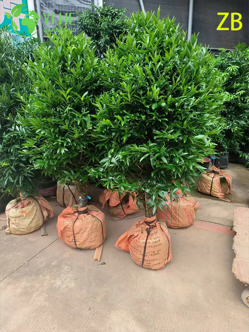 الجملة البوذية الصنوبر Podocarpus الحية دائمة الخضرة عينة شجرة بونساي