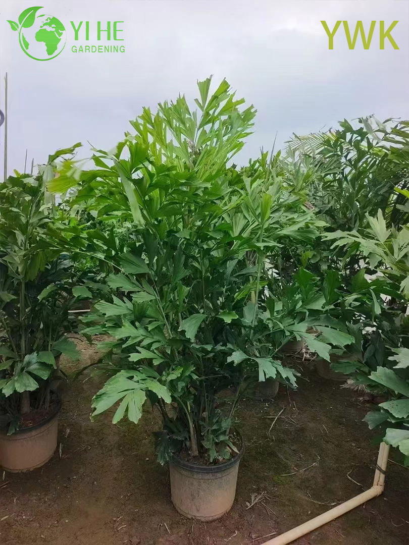 Palma a coda di pesce agglomerante all'ingrosso per alberi tropicali per schermi sulla privacy