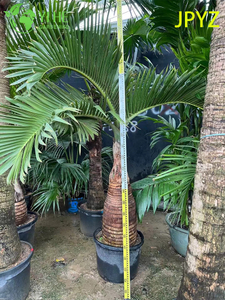 Palma de botella de muestra al por mayor con árbol de tronco hinchado único