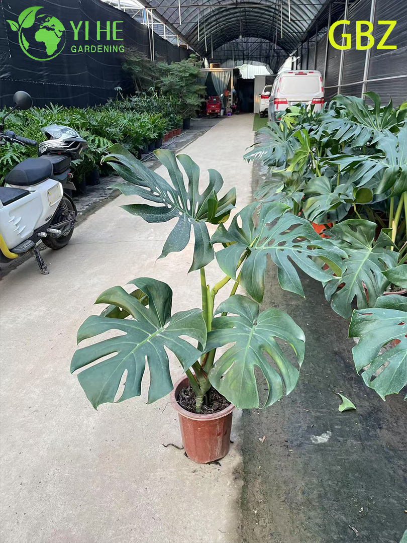 ሞቃታማ ወጣት Monstera Deliciosa ማሰሮ ተክል - Evergreen አየር - የቤት ውስጥ አረንጓዴ ማጽጃ