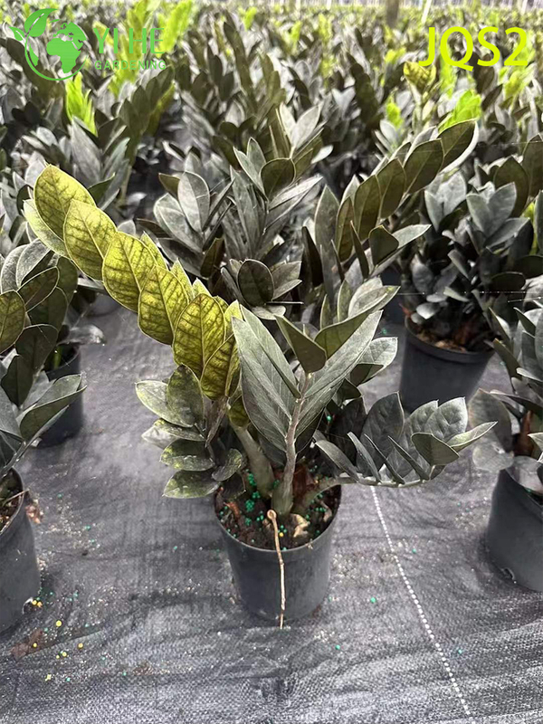 Árbol del dinero Zamioculcas Zamiifolia de bajo mantenimiento para espacios interiores