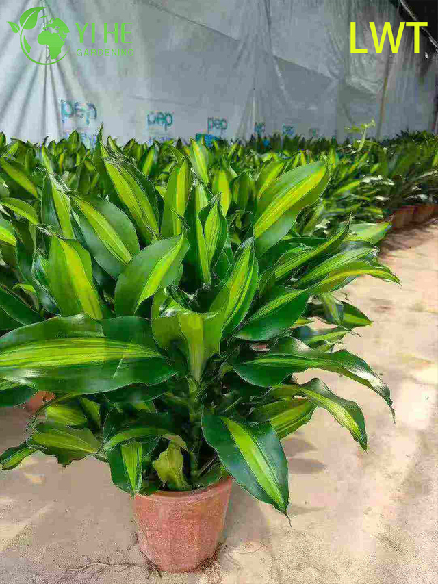 Dracaena Deremensis Compacta Gold panach&eacute; &agrave; feuilles persistantes pour plante de d&eacute;coration int&eacute;rieure