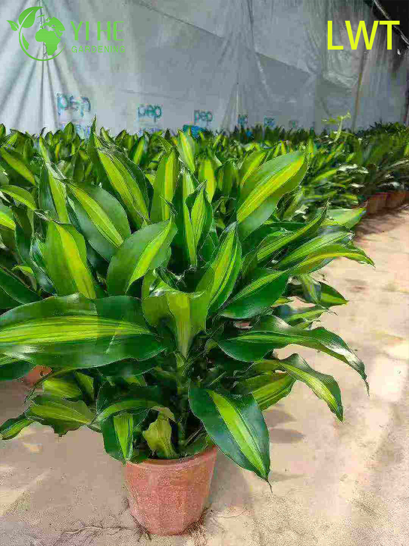 Dracaena Deremensis Compacta Gold ທີ່ມີສີຂຽວຕະຫຼອດປີສໍາລັບພືດປະດັບພາຍໃນ