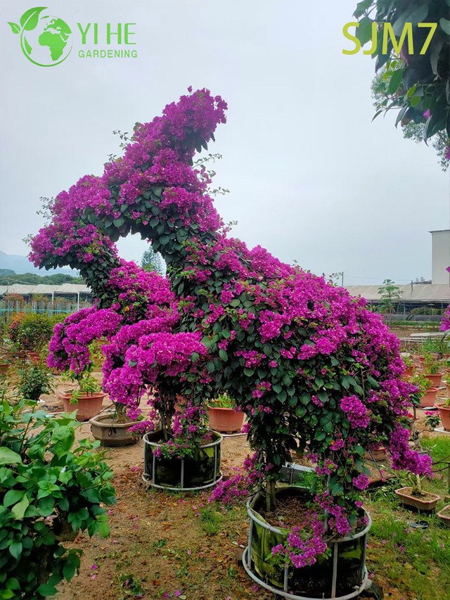 Bonsai d'arte vivente di arte topiaria di bouganville personalizzata all'ingrosso
