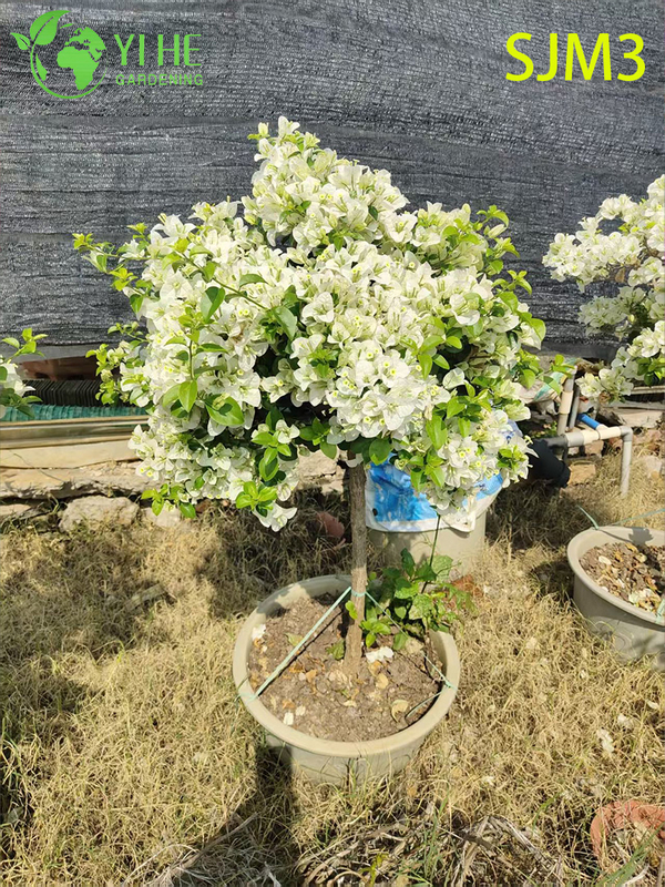 الجملة شجرة الجهنمية الكبيرة عينة لبونساي المناظر الطبيعية في الهواء الطلق