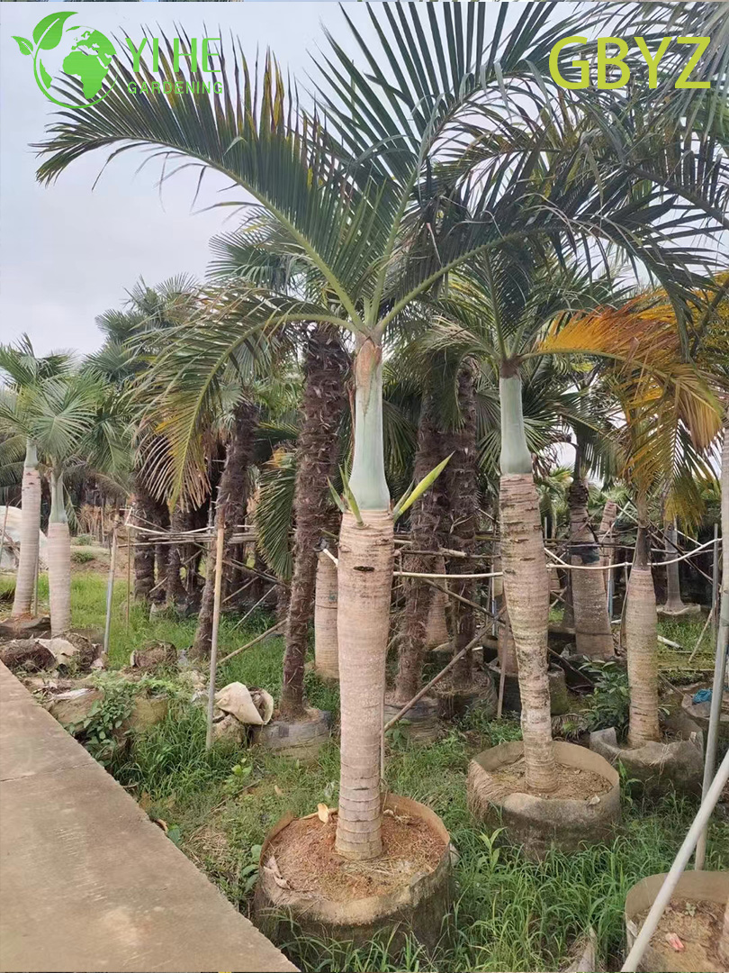Groothandel Spindelpalm (Hyophorbe Verschaffeltii) - Slanke groenblijvende palmen