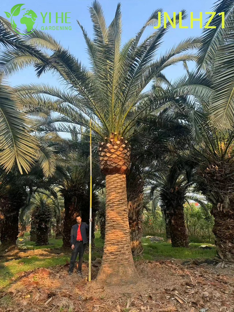 Groothandel Canarische Dadelpalm (Phoenix Canariensis) - Grote winterharde palmen