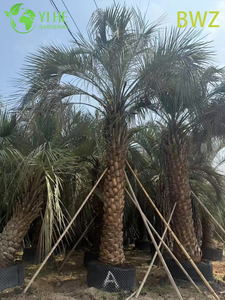 Butia Capitata (palma Pindo) resistente al frío al por mayor - Palmeras de hoja perenne para exteriores