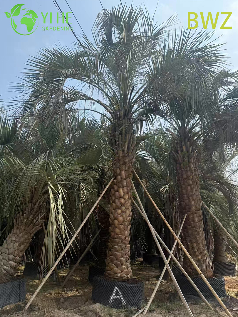 Winterharte Butia Capitata (Pindo-Palme) im Gro&szlig;handel – immergr&uuml;ne Freilandpalmen