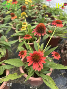 Plantes en pot de chrysanthème en gros pour décoration florale saisonnière intérieure et extérieure