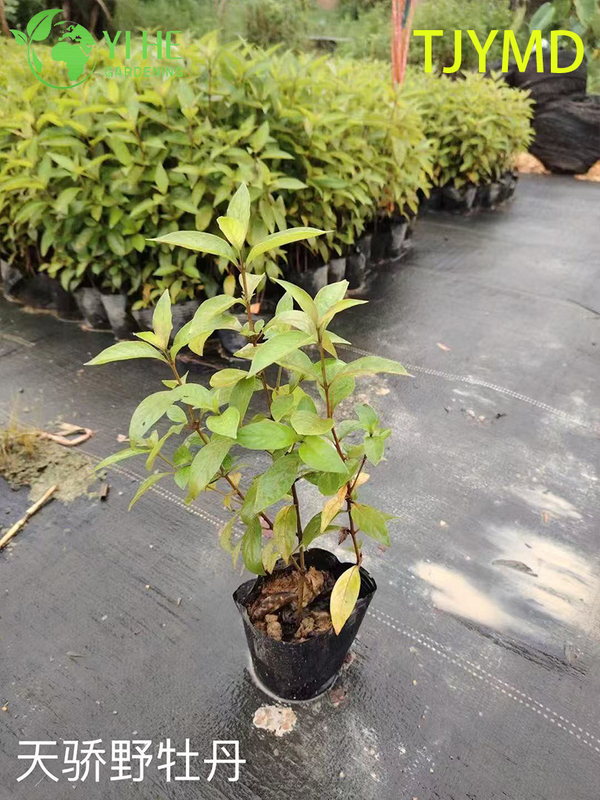Venta al por mayor de plantas en macetas Tibouchina 'Tianjiao' para decoraci&oacute;n de flores moradas tropicales al aire libre