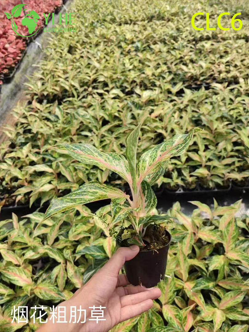 نباتات Aglaonema بالجملة - أوراق الشجر الاستوائية الداخلية لتزيين المكاتب المنزلية