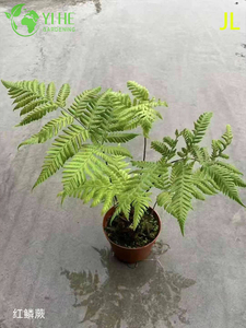 Plantes en pot de fougère, vente en gros, pour intérieur et extérieur, décor de feuillage de jardin ombragé