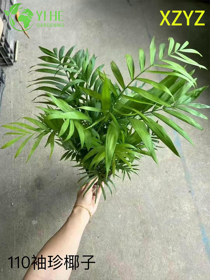 卸売Chamaedorea Elegans鉢植え屋内コンパクト熱帯観葉装飾用