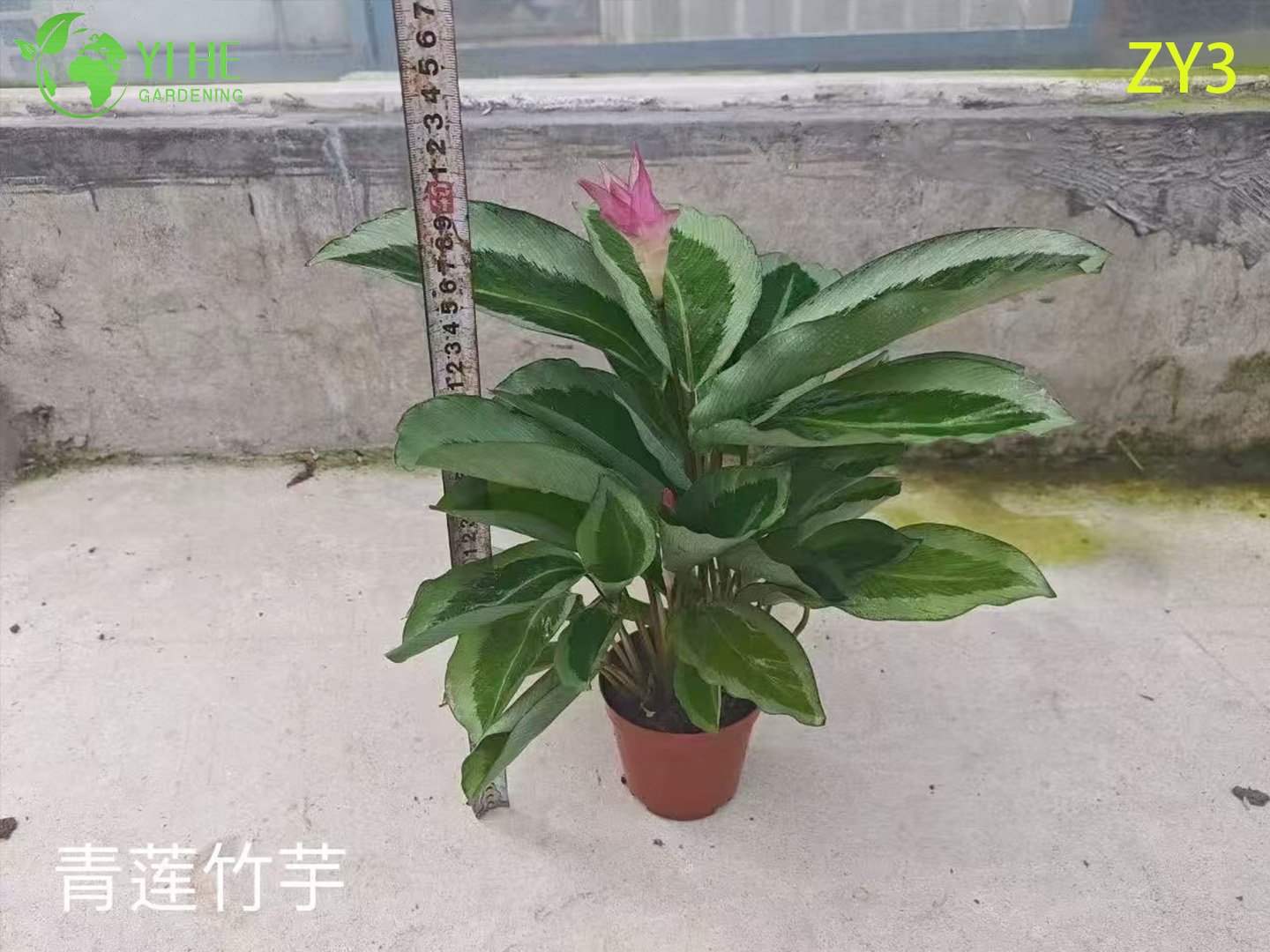 심은 하와이 야자(Pritchardia gaudichaudii), 열대 상록수 실내/실외 장식 식물