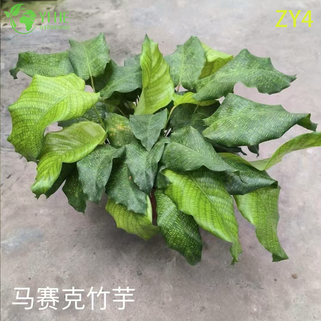 Venta al por mayor de plantas tropicales de Calathea para decoraci&oacute;n de interiores y paisajismo comercial