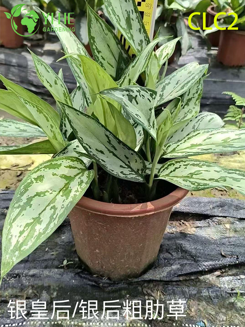 Wysokiej jakości r&oacute;żnorodne rośliny Aglaonema na eksport hurtowy