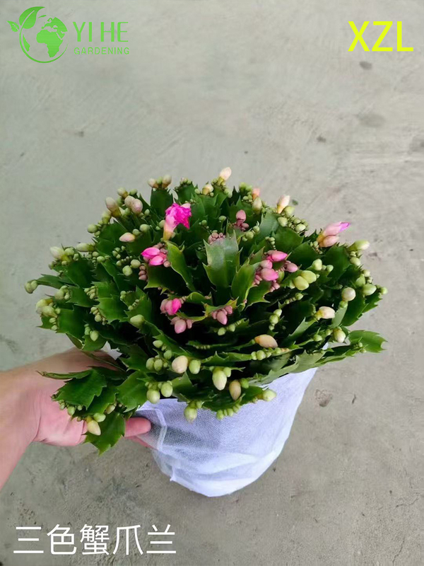 Vente en gros de plantes en pot Schlumbergera truncata pour un décor de floraison d'intérieur de vacances