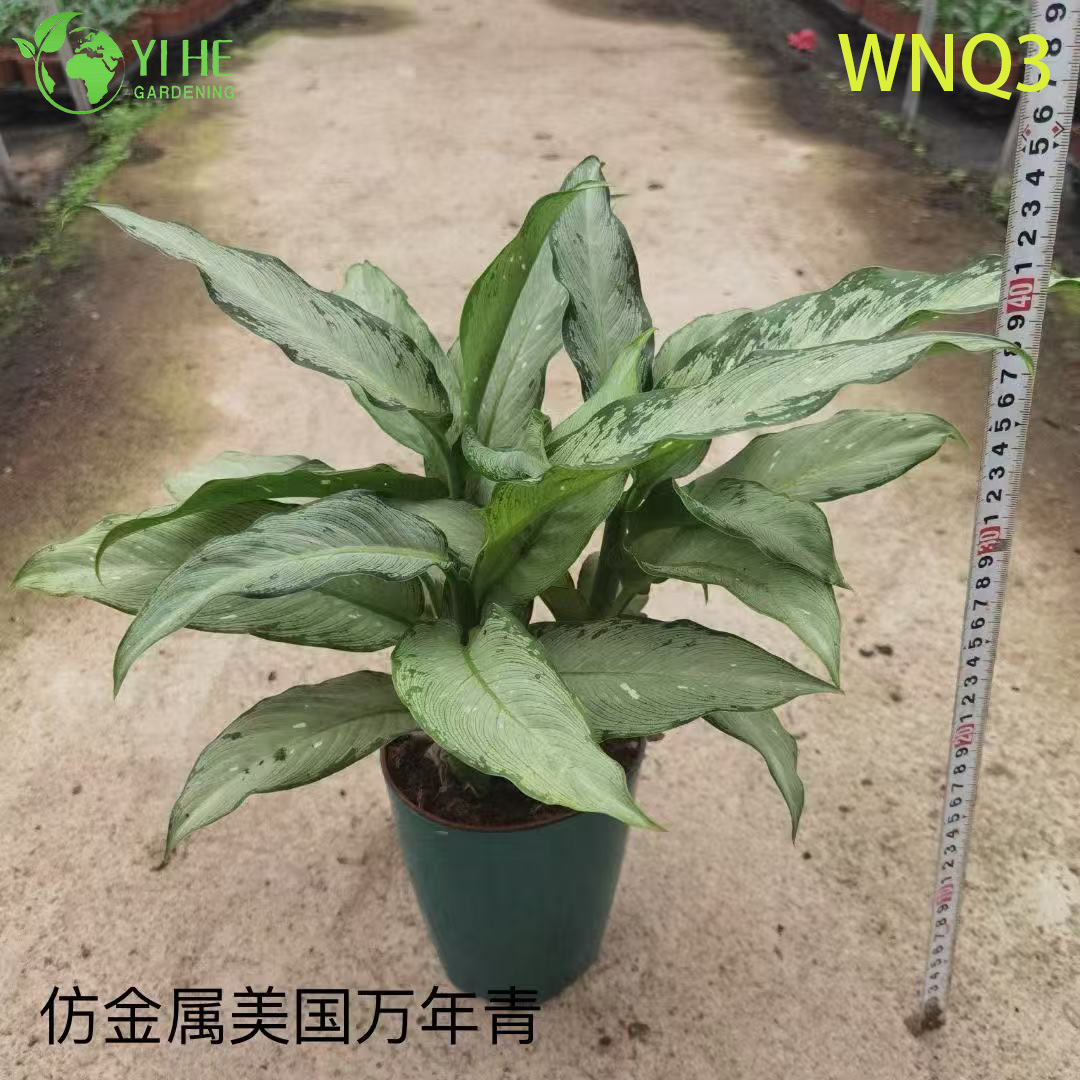 Plantes &agrave; feuilles persistantes de qualit&eacute; sup&eacute;rieure pour la vente en gros - Feuillage tropical d&eacute;coratif int&eacute;rieur et ext&eacute;rieur