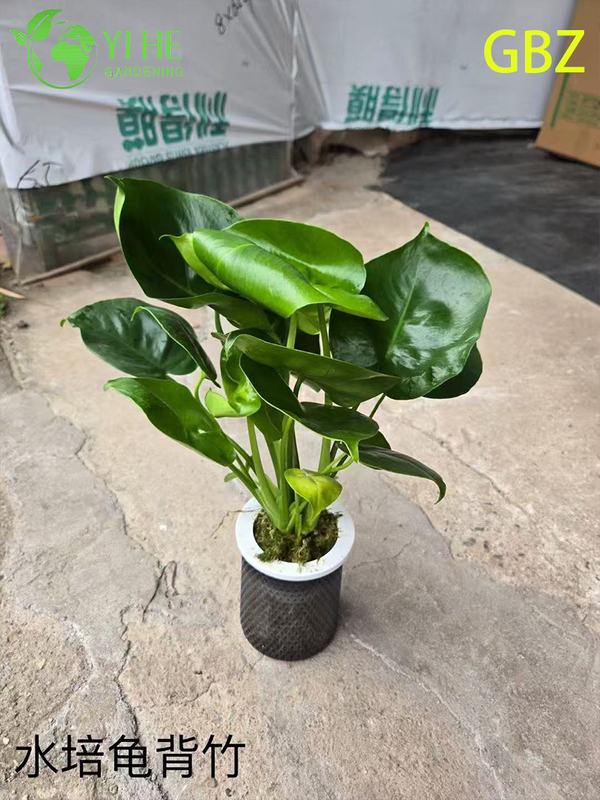 Горшечные растения Monstera Deliciosa оптом для домашнего декора с большой листвой