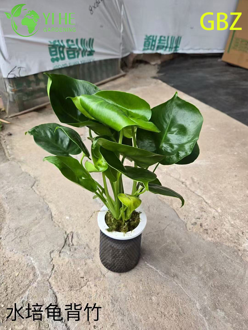 Горшечные растения Monstera Deliciosa оптом для домашнего декора с большой листвой
