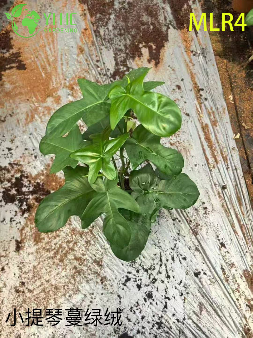 B&aacute;n bu&ocirc;n c&acirc;y Philodendron - C&acirc;y xanh trang tr&iacute; t&aacute;n l&aacute; tươi tốt trong nh&agrave;/ngo&agrave;i trời