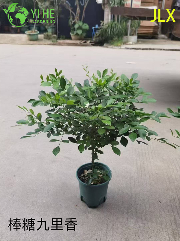 इनडोर आउटडोर सुगंधित फूलों की सजावट के लिए थोक मुरैना पनिकुलता पॉटेड पौधे