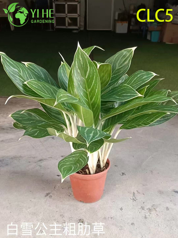 Hurtownia roślin Aglaonema - dekoracyjne liście do wnętrz z żywymi liśćmi do domu i biura
