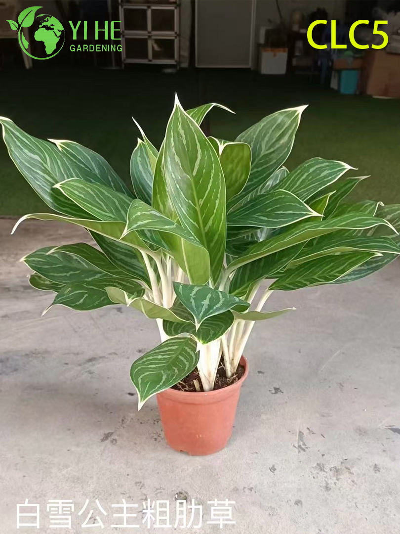 Hurtownia roślin Aglaonema - dekoracyjne liście do wnętrz z żywymi liśćmi do domu i biura