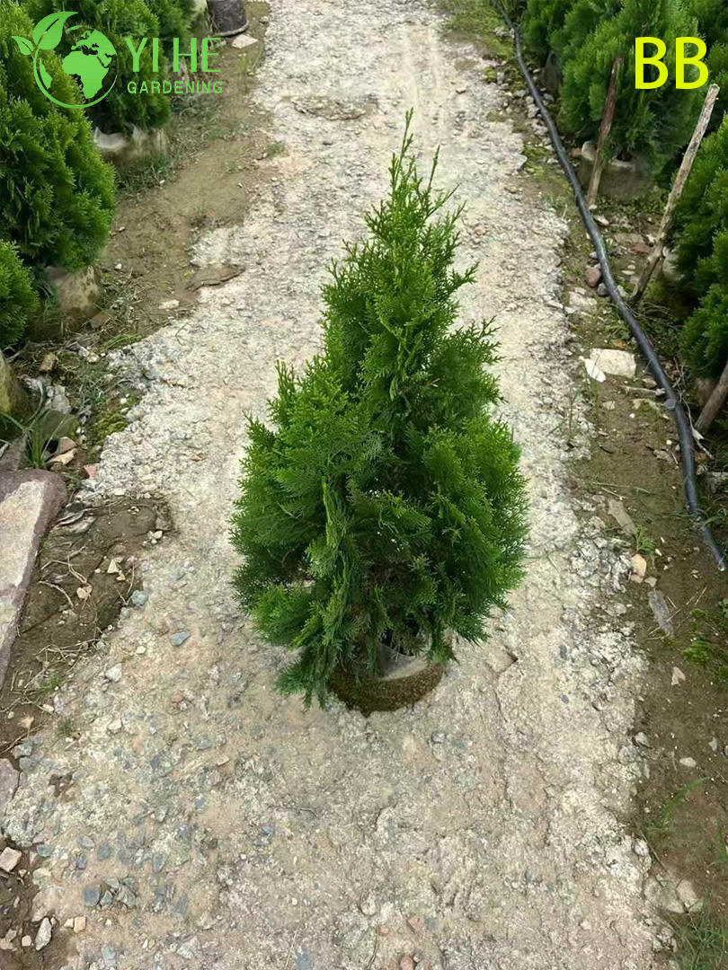 Comercio al por mayor de hoja perenne ornamental Cipr&eacute;s Hinoki para jardines al aire libre Bonsai