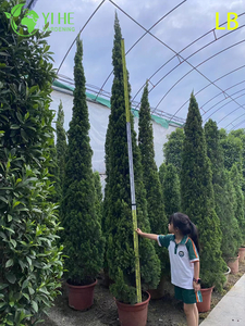Bonsai ornamental maduro Sabina chinensis (Kaizuca) para decora&ccedil;&atilde;o de jardim