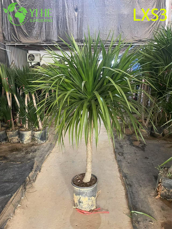 इनडोर हरियाली सजावट के लिए लंबा सिंगल-ट्रंक ड्रेकेना ड्रेको