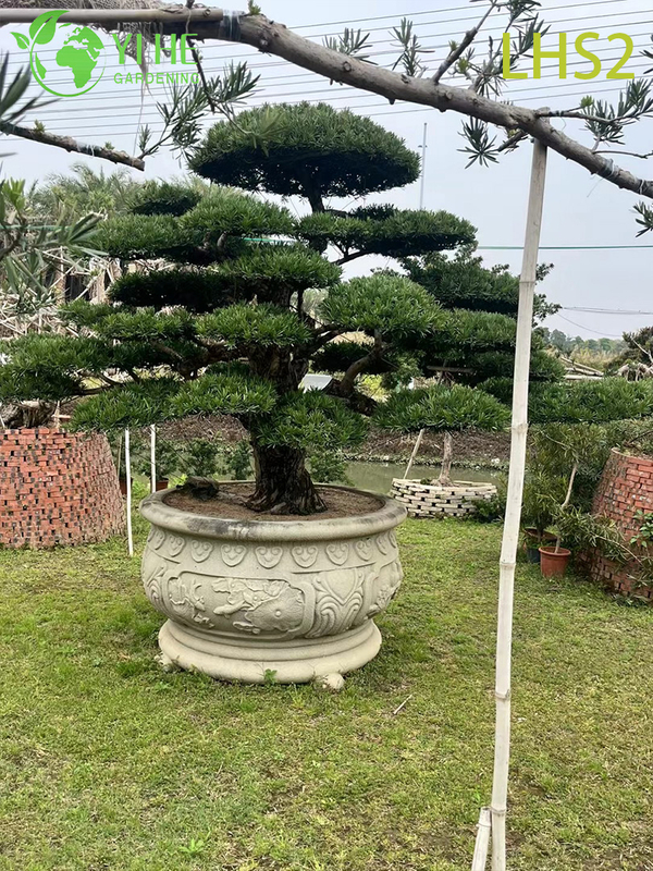 Artistiek gevormde Podocarpus Bonsai voor tuindisplay