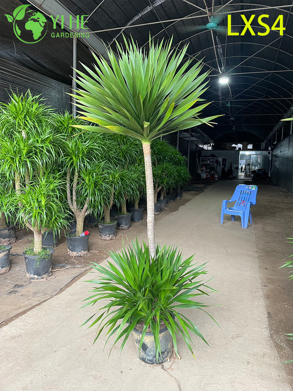 Grand Double - Dracaena draco à plusieurs niveaux pour la décoration intérieure et extérieure