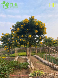 Ozdobne ż&oacute;łte drzewo kwitnące Cassia glauca