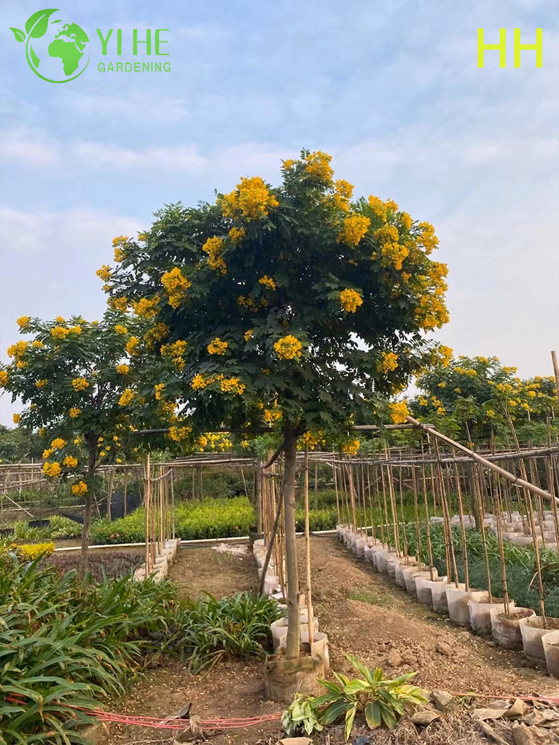 Árbol ornamental en flor de Cassia glauca amarilla