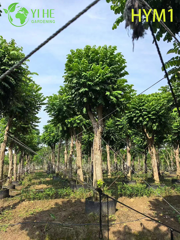 Arbre à fleurs ornemental indigène Spathodea campanulata