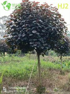 C&acirc;y cảnh đỏ Hibiscus tiliaceus rubra