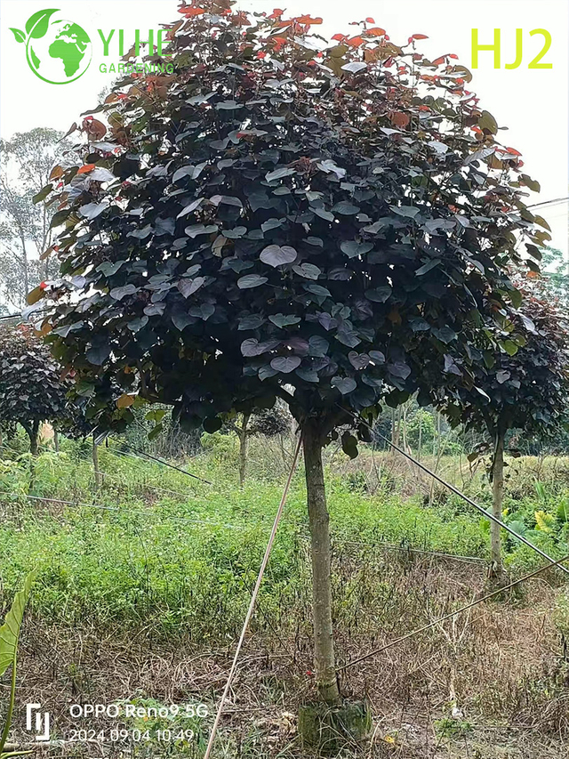 Ornamental Vermelho - folha Hibiscus tiliaceus rubra &Aacute;rvore