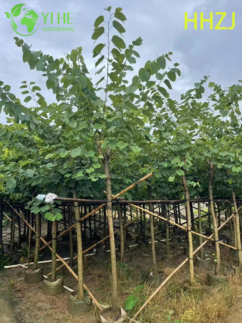 Sier Rode Bauhinia variegata Tropische bloeiende boom